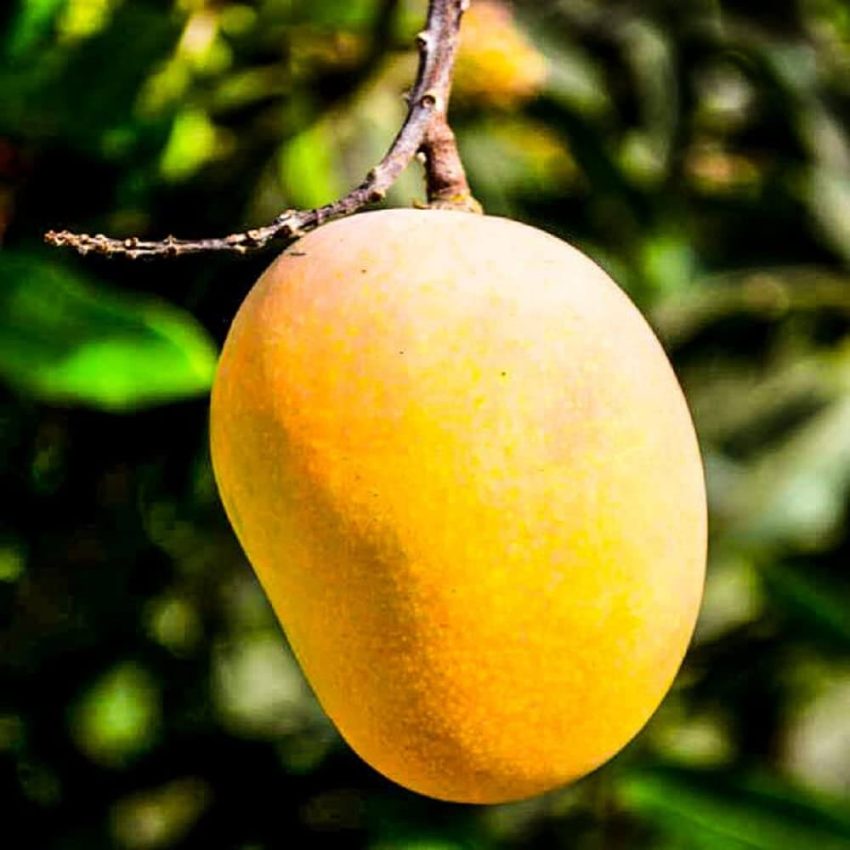 Enjoy Fresh Pakistani Mangoes Online - Free Home Delivery
